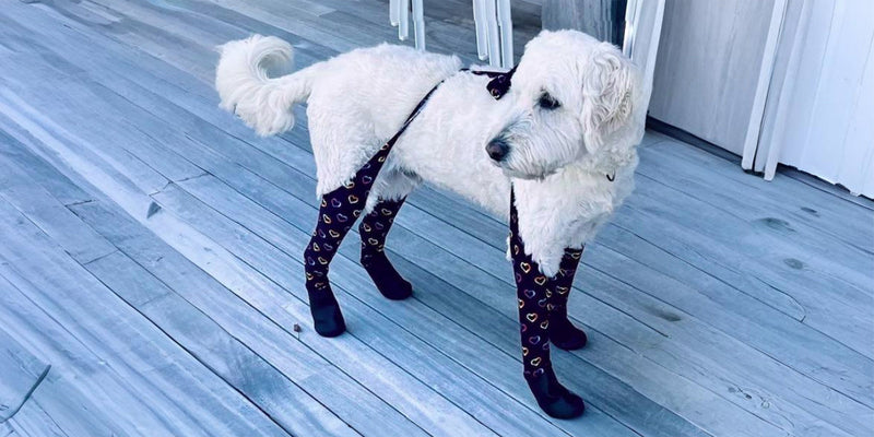 How To Train Your Dog To Wear Boots