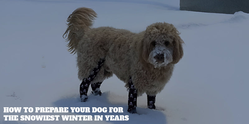 How to Prepare Your Dog for the Snowiest Winter in Years