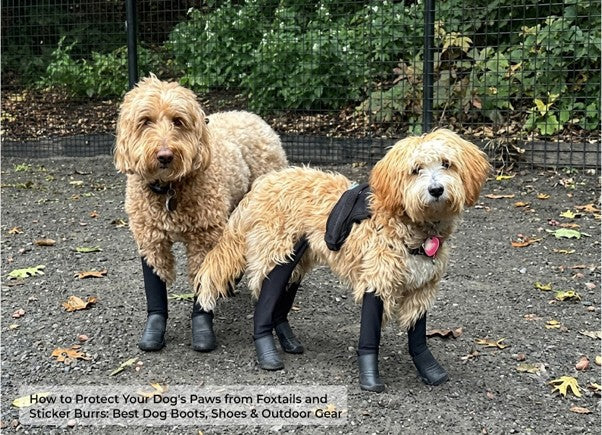 How to Protect Your Dog’s Paws From Foxtails, Sand Burrs & Sticker Burrs