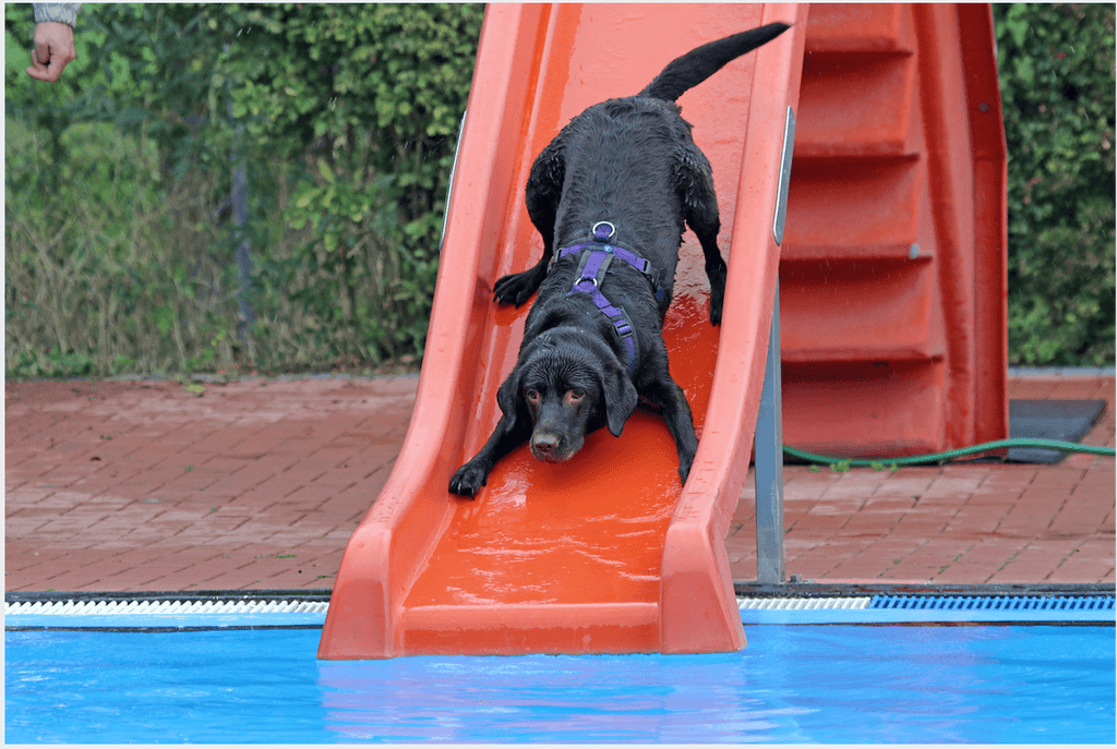 Help Keep Your Dog from Slipping – Walkee Paws