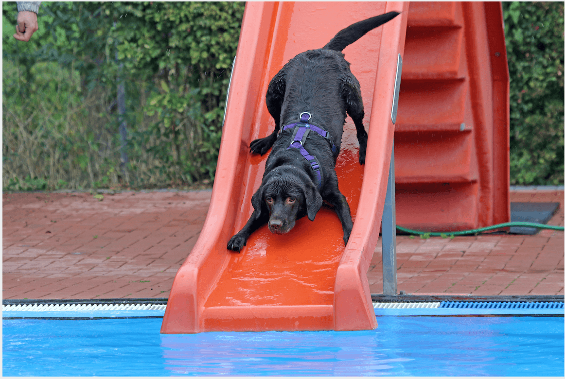 Dogs Take Turns Going Down a Twisty Outdoor Slide