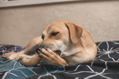 How to Prevent Your Dog From Licking Their Paws – Walkee Paws