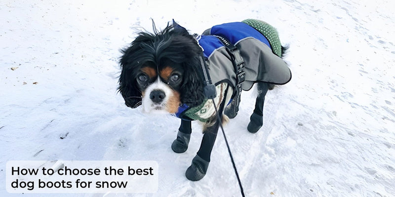 How to choose the best dog boots for snow
