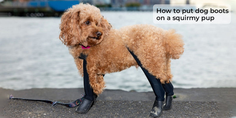 How to put dog boots on a squirmy pup
