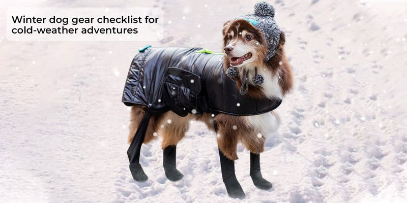 Winter Dog Gear Checklist for Cold-Weather Adventures