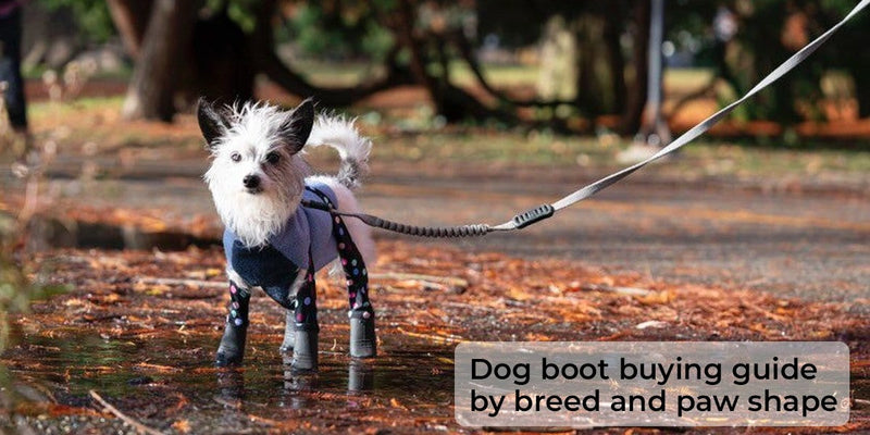 Dog Boot Buying Guide by Breed and Paw Shape