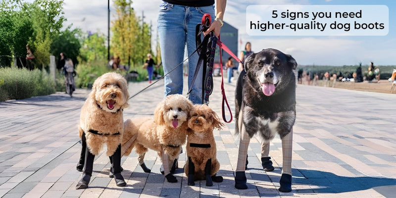 5 Signs You Need Higher-Quality Dog Boots