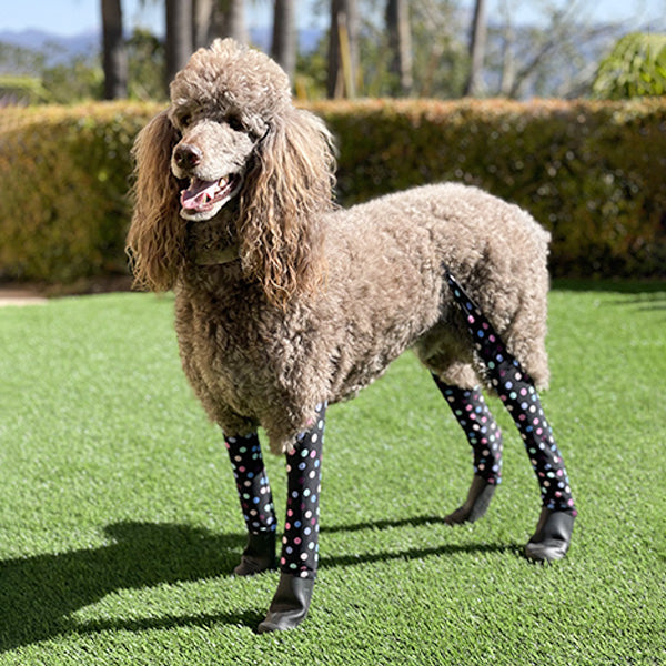 A Step-by-Step Guide to Keep Your Poodle Looking Paw-fect