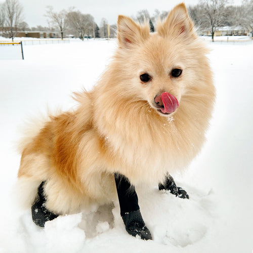 Do Dogs Need Snow Boots?