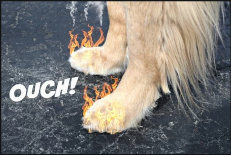 Protect Your Dog's Paws from Hot Pavement: Essential Summer Safety Tips