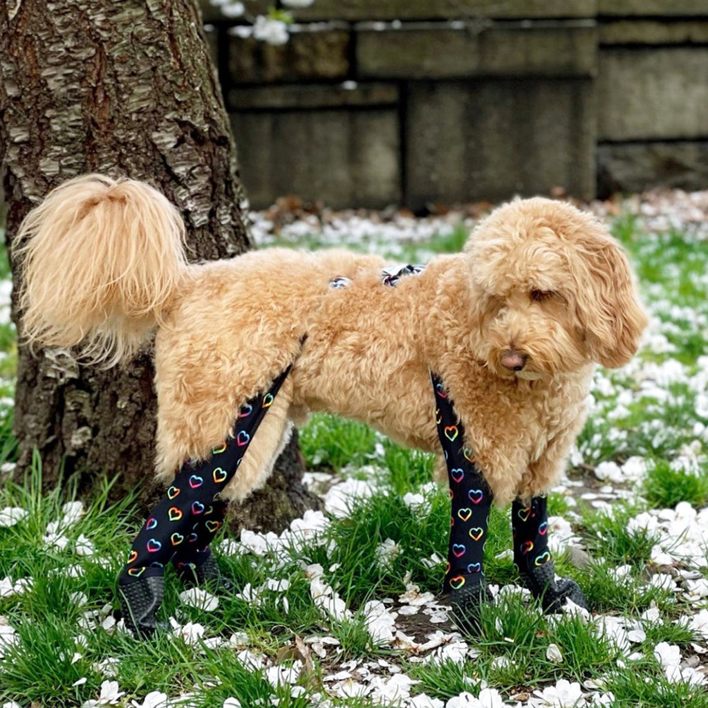Unleashing the Truth About Goldendoodle Health Issues