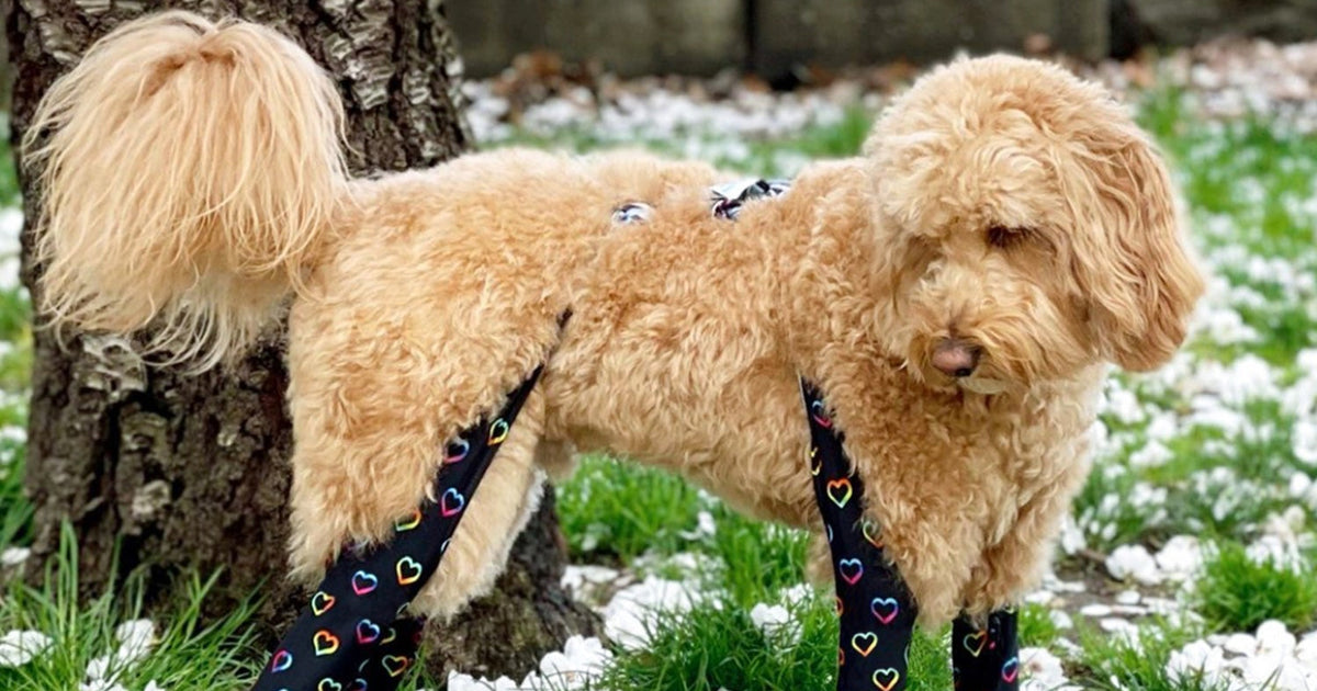 Unleashing the Truth About Goldendoodle Health Issues