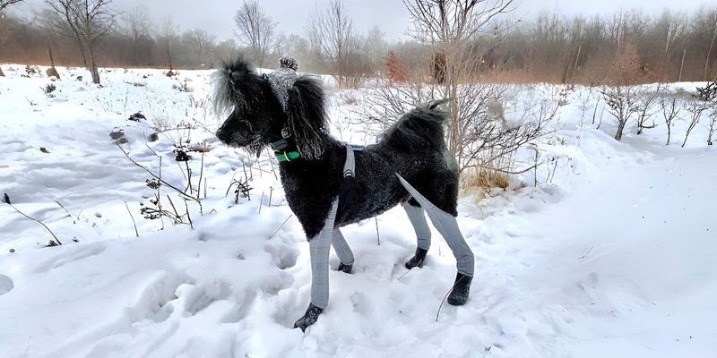 The Best Dog Boots for Snow