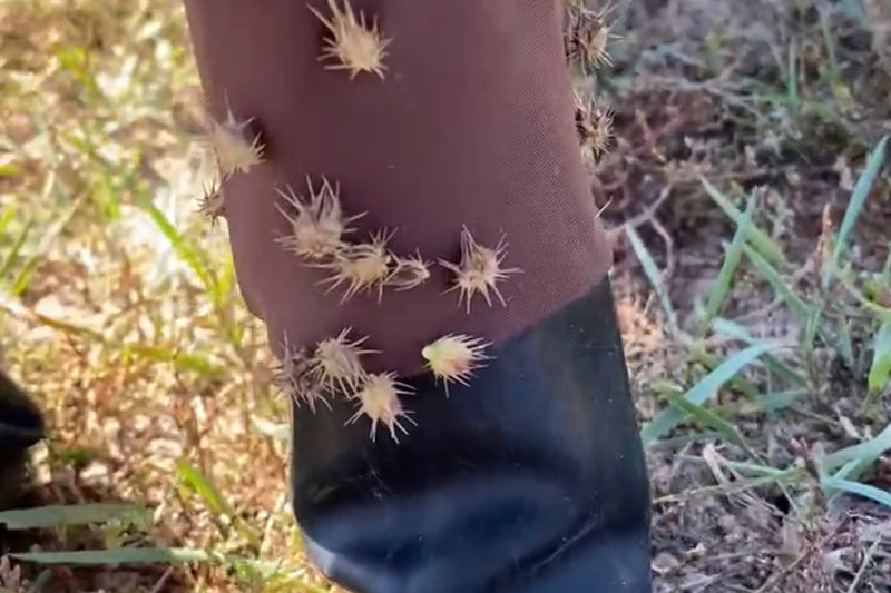 The Safest Way to Walk Your Dog During Foxtail Season
