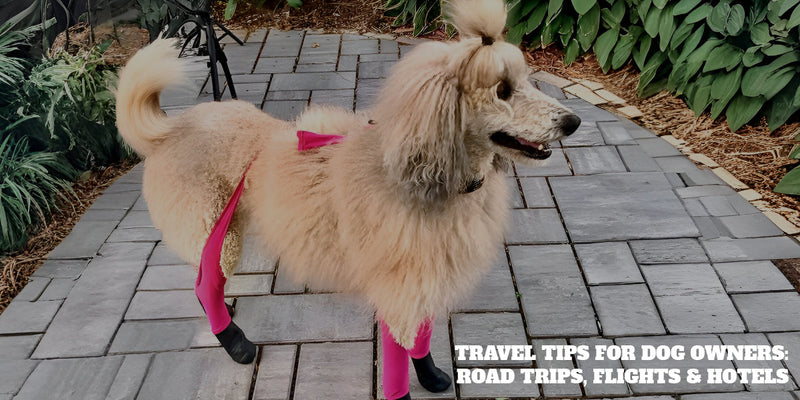 Travel Tips for Dog Owners: Road Trips, Flights & Hotels