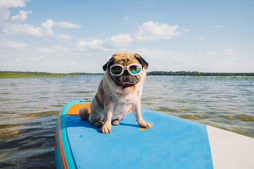 How to Keep My Dog Cool in the Summer