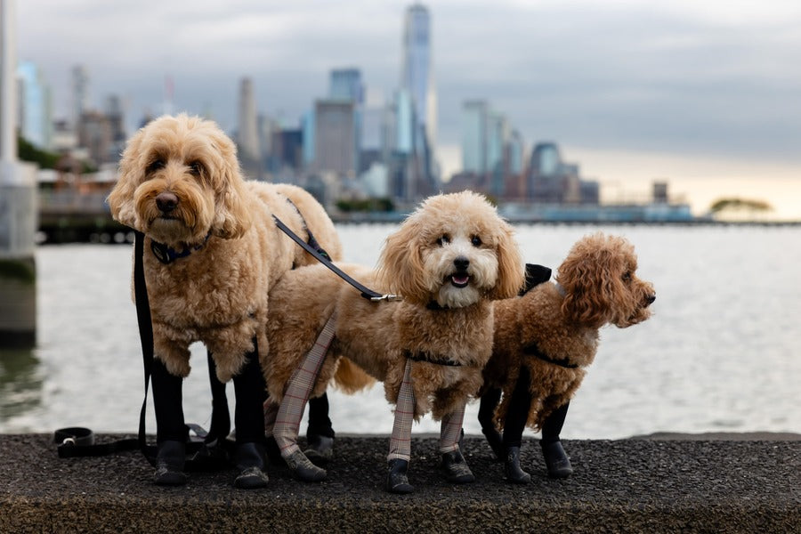 Three golden-colored Labradoodle dogs of various sizes lined up, wearing plaid legging sets for dogs, standing on a waterfront ledge with the New York City skyline in the background.