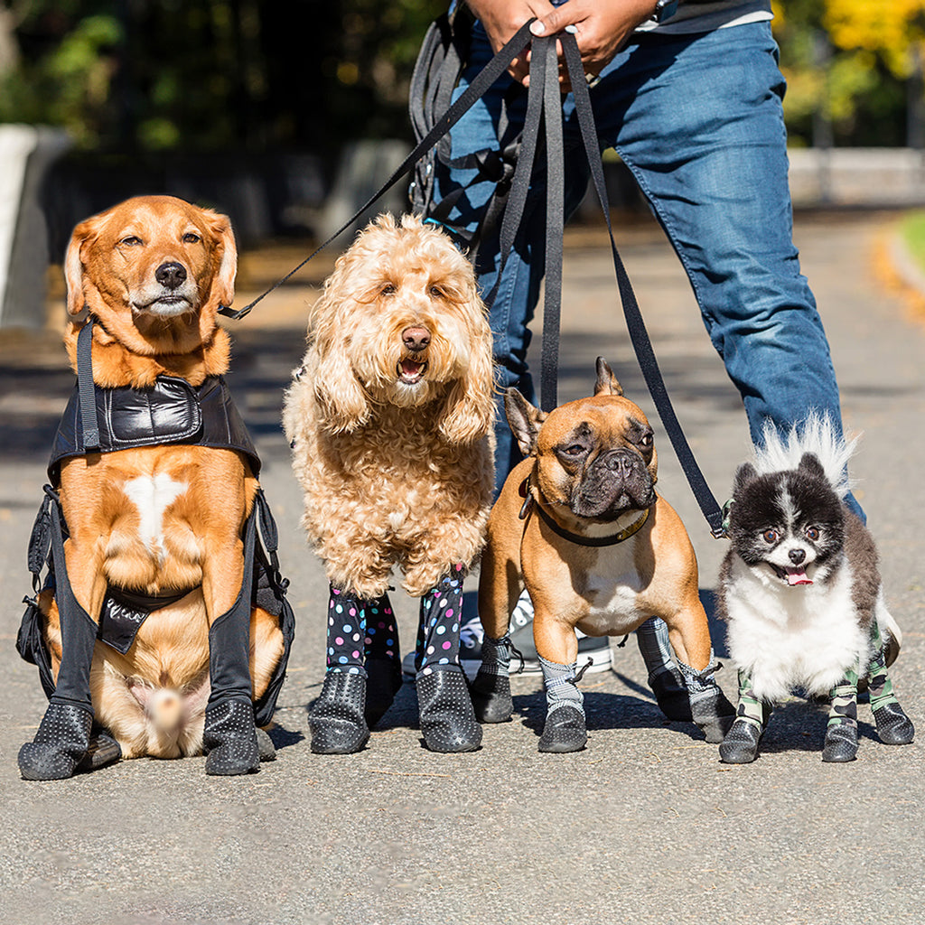 How to Find the Best Dog Walker and Dog Trainer