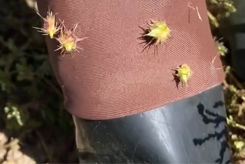 Why Foxtails and Burrs Are Dangerous for Dogs