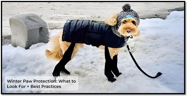 Winter Paw Protection: What to Look For + Best Practices