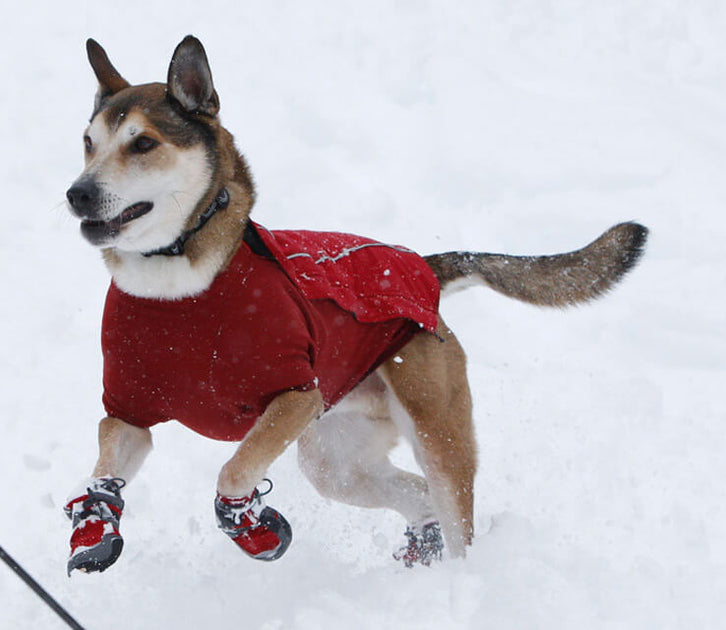 Winter Pet Safety Tips