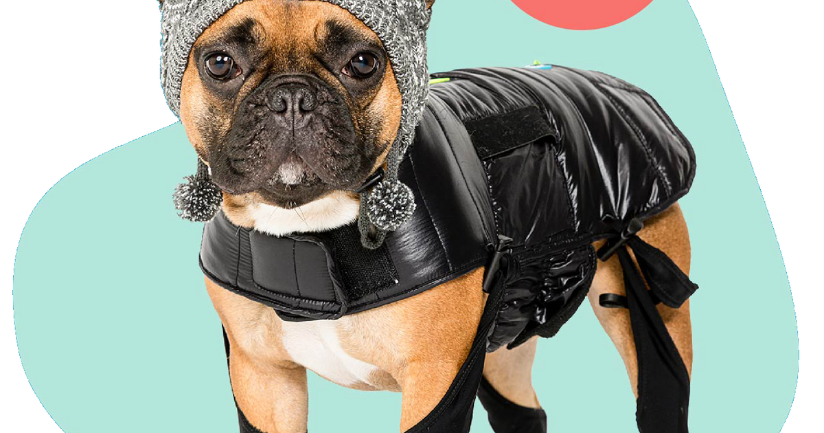 How to Find a Dog Coat with Legs