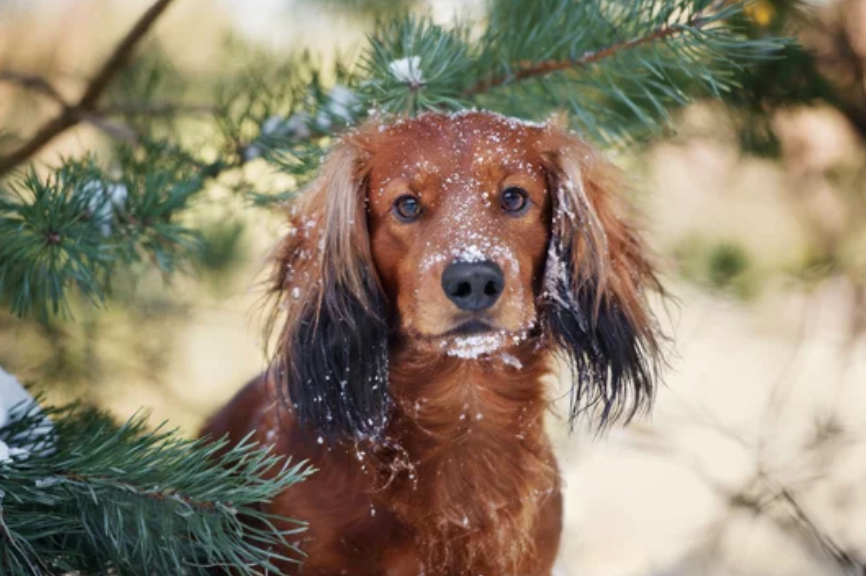 How to Choose the Best Dog Winter Coat