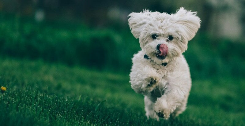 A playful Bichon Frise running on green grass with its tongue out, showcasing the cheerful and energetic nature of the breed. 