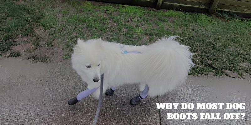 Why do most dog boots fall off?