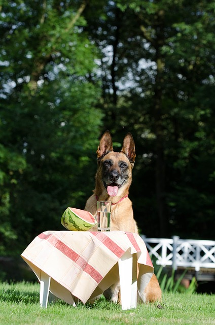 Can Dogs Eat Watermelon?