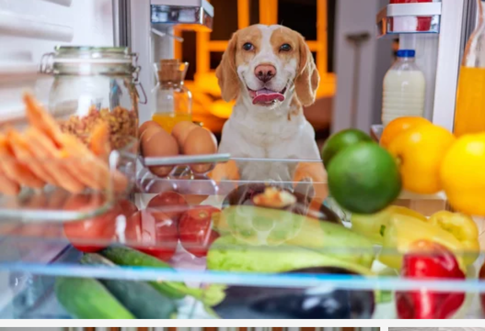 Can a store dog eat cauliflower