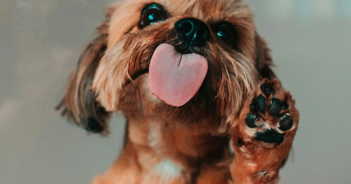 Happy small dog showing off its paw while sticking out its tongue