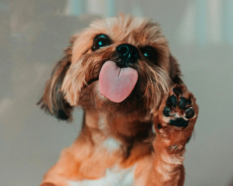 Happy small dog showing off its paw while sticking out its tongue