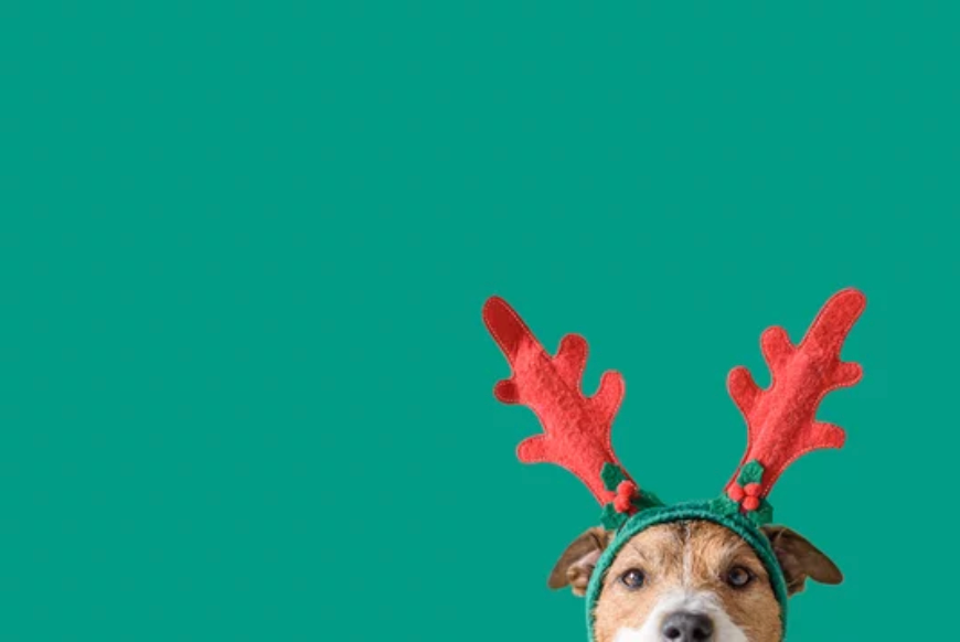 The Best Dog Christmas Gifts