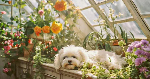 Best Indoor Plants That Are Safe & Beneficial for Dogs  Walkee Paws