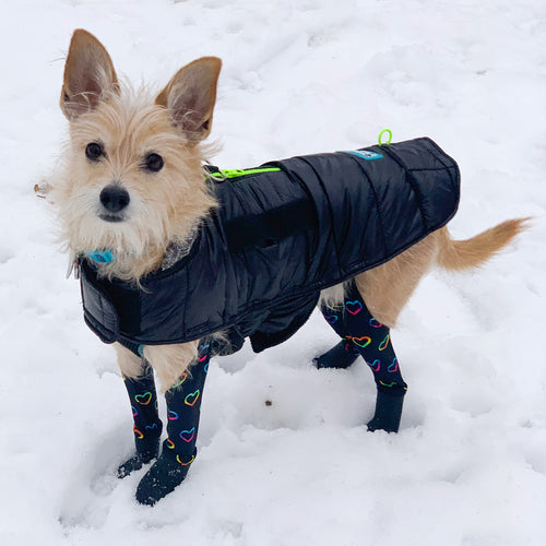 princess polly baby blue dress Protect Your Dog's Paws from Snow & Ice