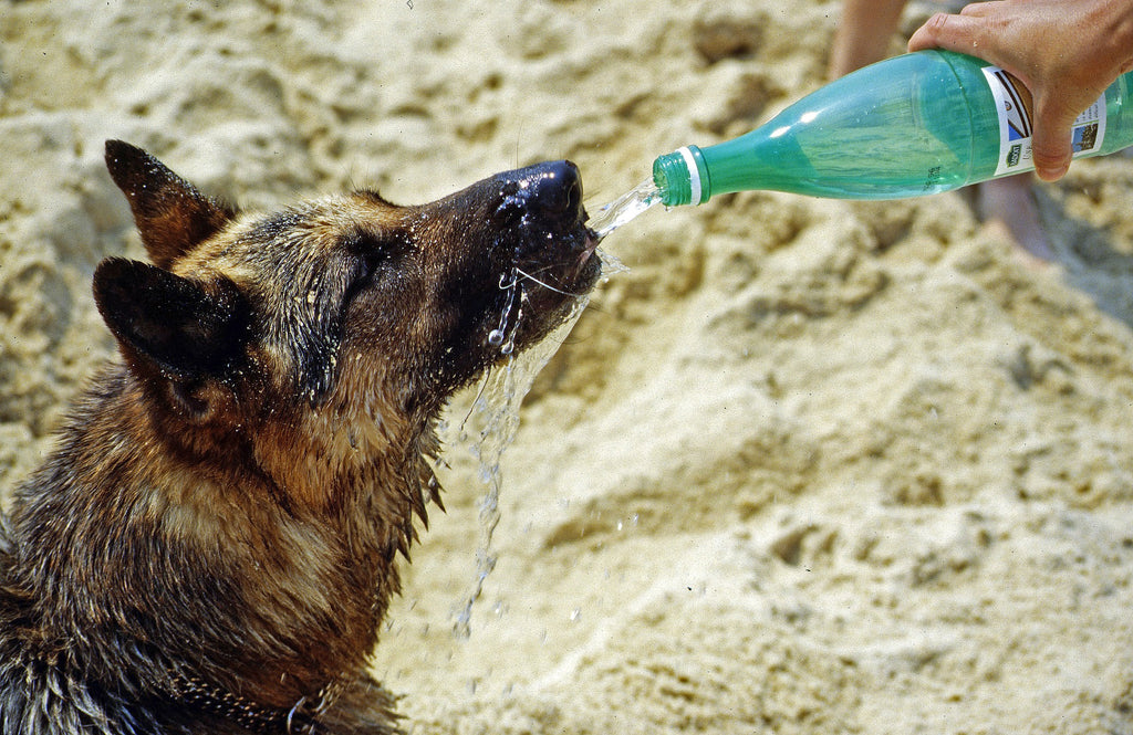 Signs of Heat Stroke in Dogs and How to Prevent Them