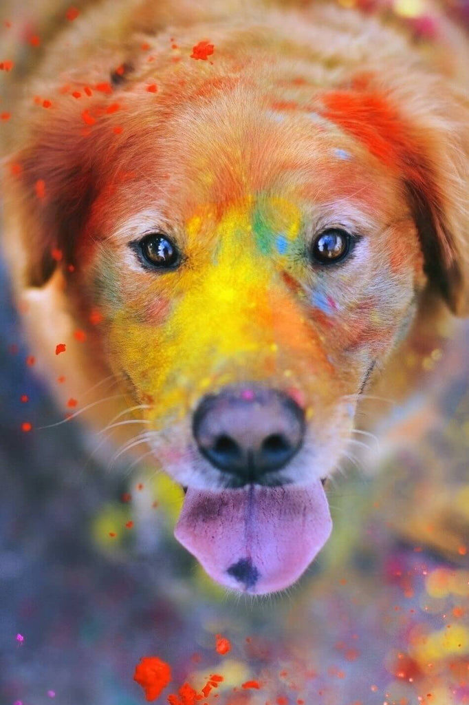 a dog splashed with different colors