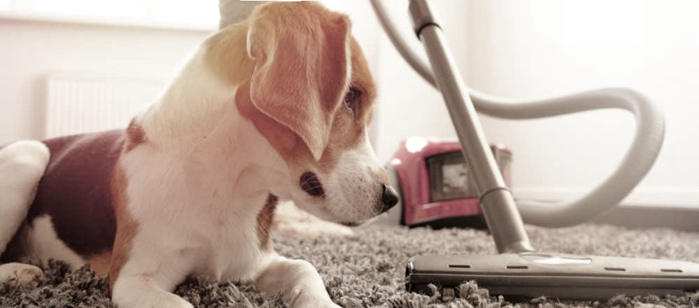 A beagle dog lying on a carpet while a vacuum cleaner operates nearby, symbolizing the role of dogs in contributing to a cleaner and healthier home environment.