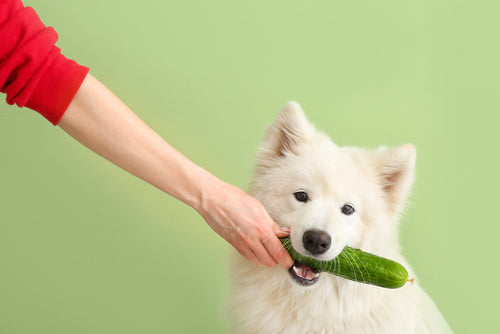 Dogs and cucumbers best sale