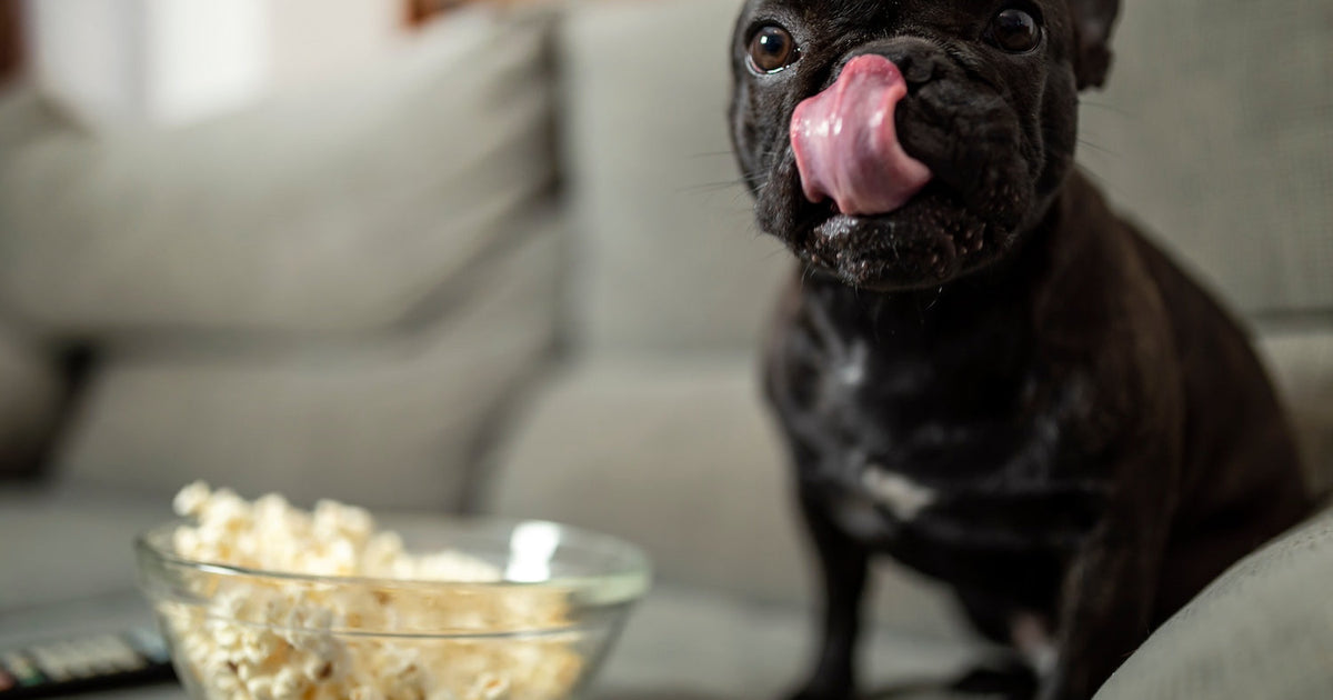 dog eating popcorn