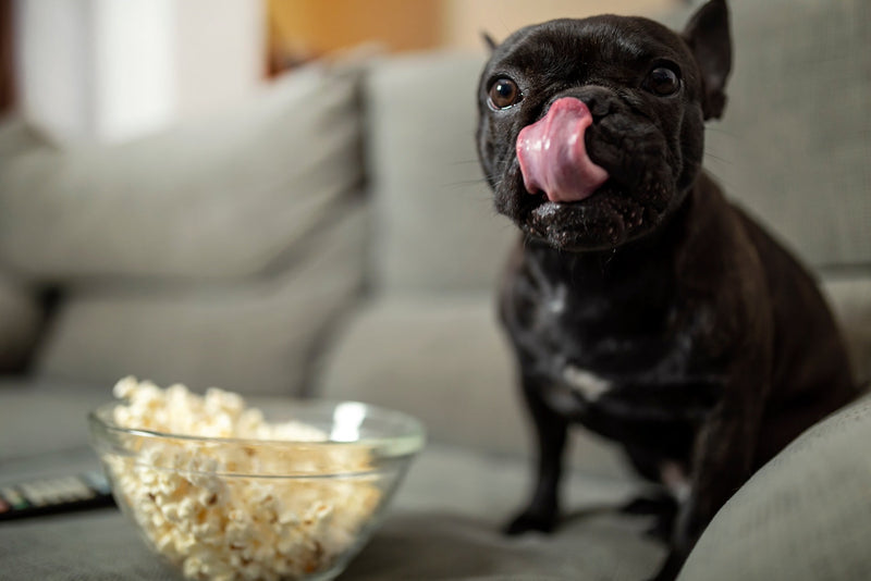 dog eating popcorn