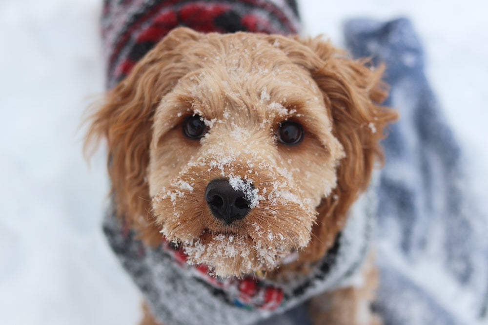 Do Dogs Get Cold? The Truth About Canine Comfort in Winter