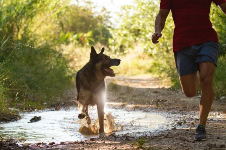 Running Shoes For Dogs to Protect Your Pup’s Paws