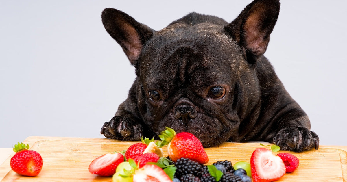 Can Dogs Eat Blueberries? Here’s What You Need to Know