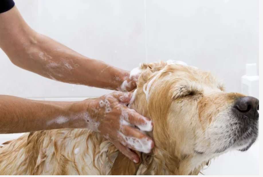 Hair Loss in Dogs: Why it Happens + How to Treat it