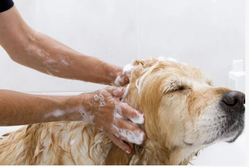 A golden retriever is enjoying a bath as a pair of hands gently lather shampoo into its fur. The dog appears relaxed with its eyes closed, standing in a white bathroom setting.