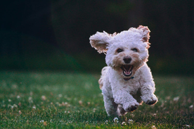 A happy Cockapoo dog running on a grassy field with ears flapping and a joyful expression.