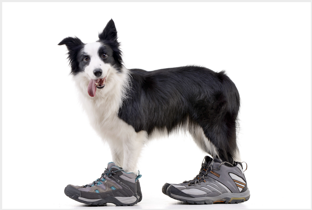 How to Train Your Dog to Wear Shoes