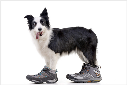 How to Train Your Dog to Wear Shoes – Walkee Paws
